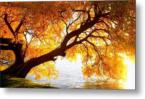 Autumn Metal Print featuring the photograph Under the Yellow Tree by Viviana Nadowski