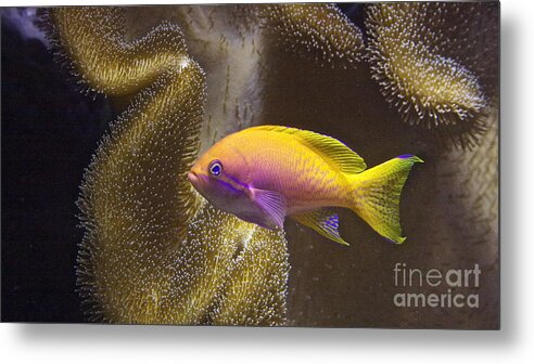 Shedds Metal Print featuring the photograph Underwater Dream by Xn Tyler