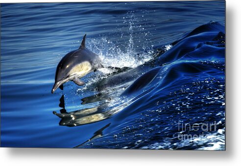 Dolphin Metal Print featuring the photograph Wake Riding by Paul Gillham