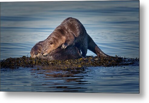 River Otter Metal Print featuring the photograph Wake Up by Randy Hall