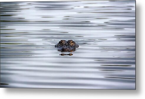 Alligator Metal Print featuring the photograph Watching You by Susan Rissi Tregoning