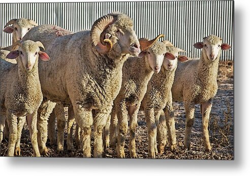 Sheep Metal Print featuring the mixed media When I Am Older by Amanda Smith