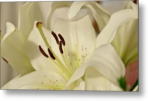 Lily Metal Print featuring the photograph White Lily 3 by Elena Perelman