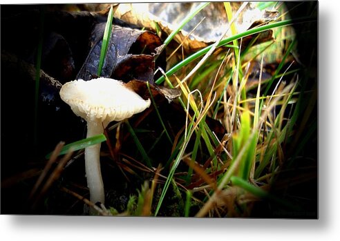 Nature Metal Print featuring the photograph White Mushroom by Marilynne Bull
