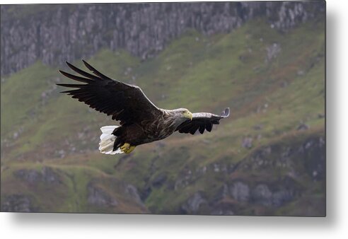 White-tailed Eagle Metal Print featuring the photograph White-Tailed Eagle Approaches by Pete Walkden