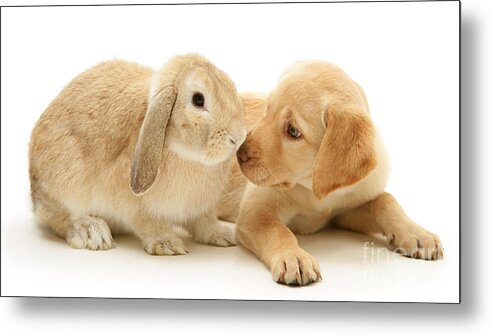 Sandy Lop Metal Print featuring the photograph Who ate all the Carrots by Warren Photographic