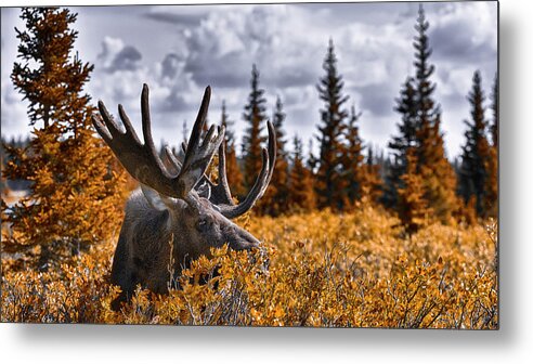 Wilderness Metal Print featuring the photograph Wilderness by Garett Gabriel