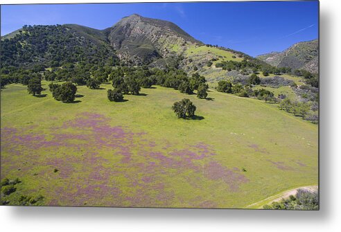 Above Metal Print featuring the photograph Wildflower Bloom in Carmel Valley by David Levy