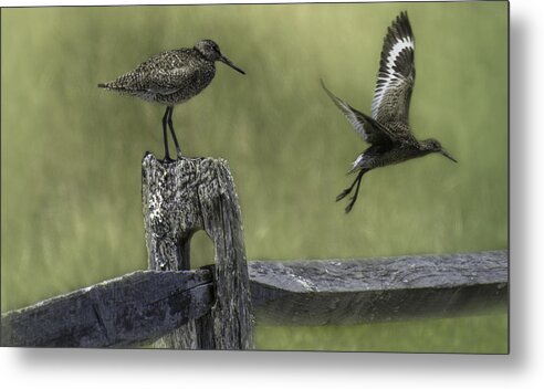Willet Metal Print featuring the photograph Willet by Mary Clough
