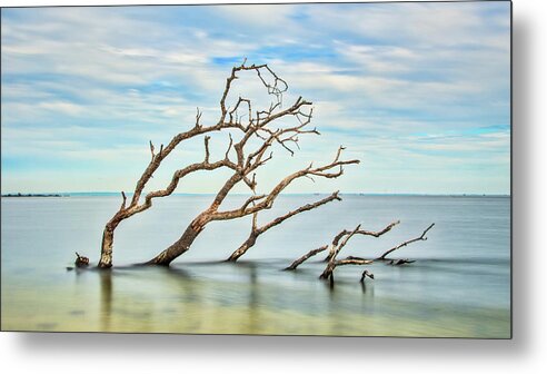 Sandy Hook Metal Print featuring the photograph Windswept Branches On Sandy Hook Bay by Gary Slawsky