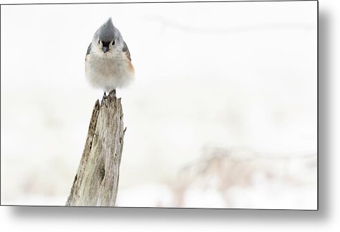 Bird Metal Print featuring the photograph Winter Visit by Holly Ross