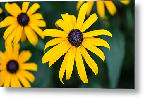  Metal Print featuring the photograph Yellow Daisy by David Downs