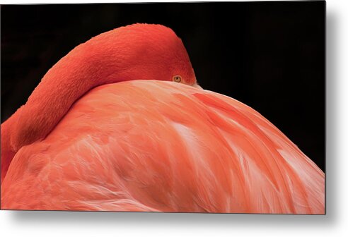 Flamingo Metal Print featuring the photograph You Can Learn A Lot By Watching by Holly Ross