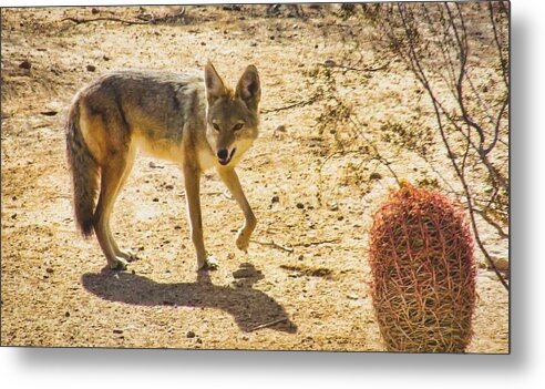 Arizona Metal Print featuring the photograph Young Coyote and Cactus by Judy Kennedy