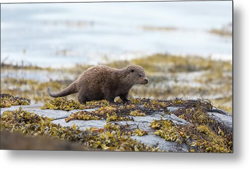 Otter Metal Print featuring the photograph Young Otter by Pete Walkden