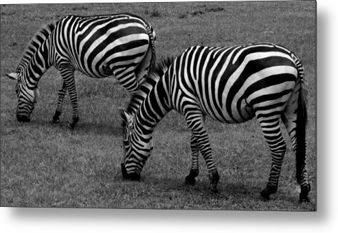 Dade City Metal Print featuring the photograph Zebras Grazing by Julie Pappas