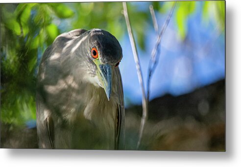 Night Heron Metal Print featuring the photograph Black Crowned Night Heron 1 #1 by Rick Mosher