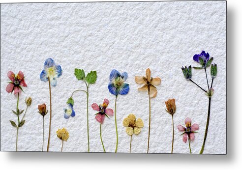 Dried Plant Metal Print featuring the photograph Dried Flowers #1 by Agalma