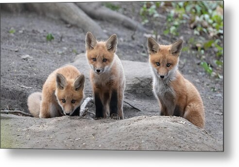 Cute Metal Print featuring the photograph Fox #1 by Qing Li