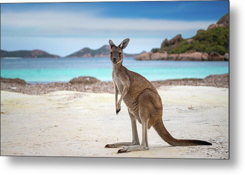 Australia Metal Print featuring the photograph Kangaroo at Lucky Bay in the Cape Le Grand National Park #1 by Anek Suwannaphoom