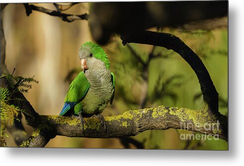 Colorful Metal Print featuring the photograph Monk Parakeet Perched on a Tree #1 by Pablo Avanzini