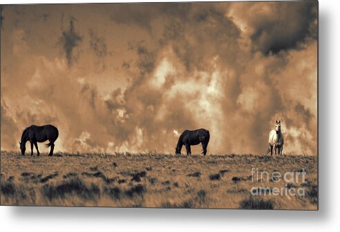 Mustangs Metal Print featuring the photograph Wild and Free #1 by Jim Garrison