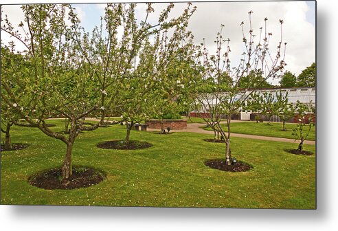 Chorley Metal Print featuring the photograph 11/05/19 CHORLEY. Astley Hall. Walled Garden. The Orchard. by Lachlan Main