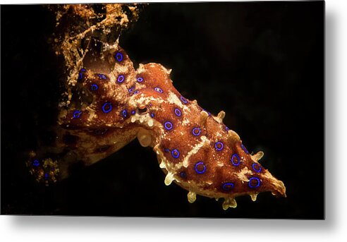 Indonesia Metal Print featuring the photograph Blue-ringed Octopus Hapalochlaena #2 by Beth Watson