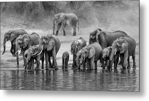 Elephant Metal Print featuring the photograph Elephant Family #2 by Jun Zuo