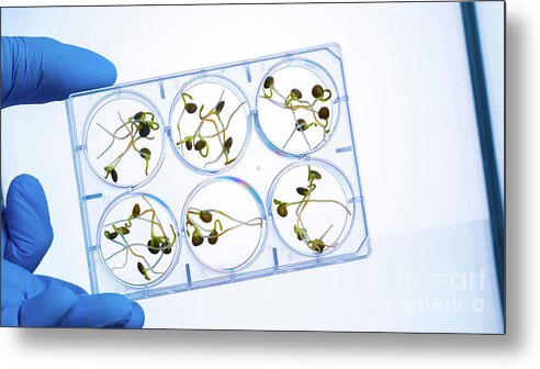 Research Metal Print featuring the photograph Plant Research #33 by Wladimir Bulgar/science Photo Library