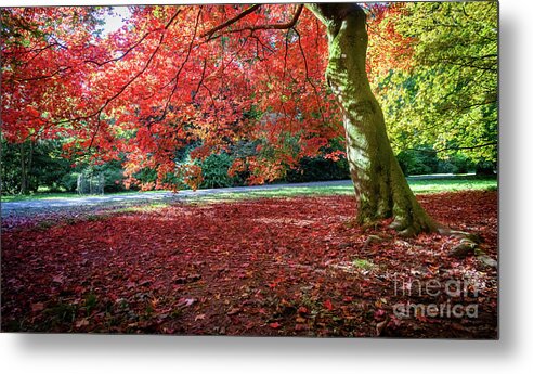 Autumn Metal Print featuring the photograph Autumn colours #4 by Colin Rayner