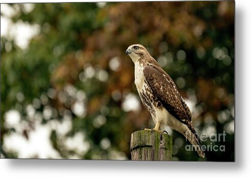 Red Tailed Hawk Metal Print featuring the photograph Red tailed hawk #4 by Sam Rino