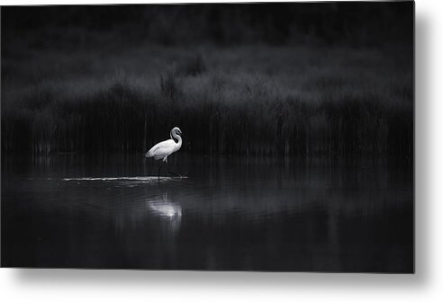 Egret Metal Print featuring the photograph A Day In The Life Of.... by Swapnil.