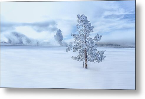 Tree Metal Print featuring the photograph A Snow Covered Longly Tree by Siyu And Wei Photography