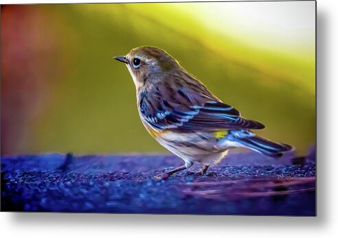 Bird Metal Print featuring the digital art A Yellow Rumped Warbler Visitor by Ed Stines