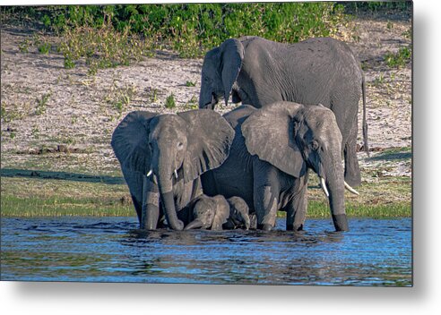Elephants Metal Print featuring the photograph All in the Family by Marcy Wielfaert
