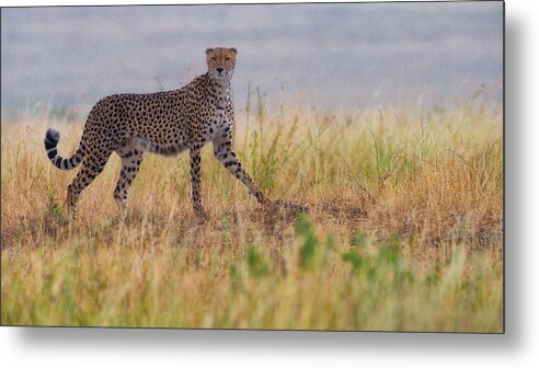 Cheetah Metal Print featuring the photograph Amani In The Rain by Mohammed Alnaser