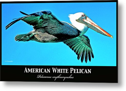 American White Pelican Metal Print featuring the photograph American White Pelican in Flight by A Macarthur Gurmankin