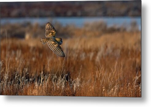 Owl Metal Print featuring the photograph Barn Owl 2 by Rick Mosher