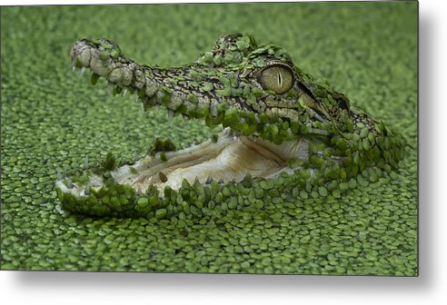Crocodile Metal Print featuring the photograph Big Jaw by Tantoyensen