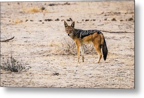 Jackal Metal Print featuring the photograph Black backed jackal, Namibia by Lyl Dil Creations