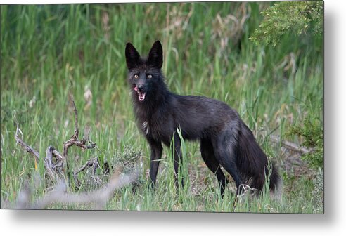 Black Metal Print featuring the photograph Black Fox Vixen by Patrick Nowotny