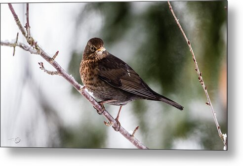 Female Common Blackbird Metal Print featuring the photograph Blackbird with snow on the beak by Torbjorn Swenelius