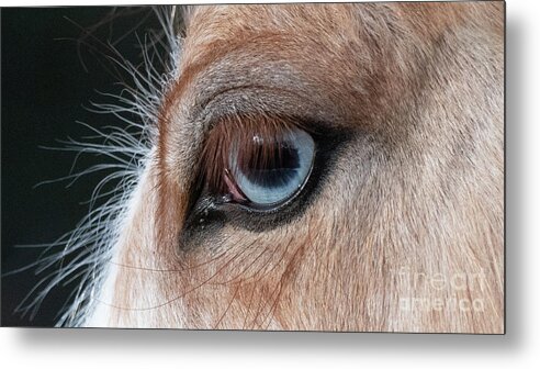 Cute Metal Print featuring the photograph Blue Eye 2 by Shannon Hastings