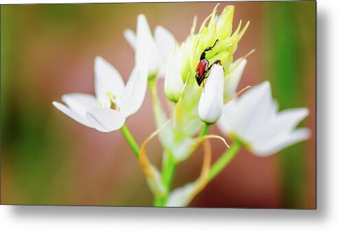 Bug On Flowers Metal Print featuring the photograph Bug On Flowers by Pixie Pics