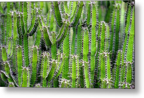 Cute Metal Print featuring the photograph Cacti wall by Top Wallpapers