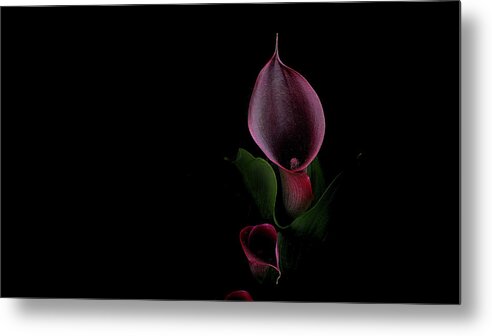 Floral Metal Print featuring the photograph Calla out of Darkness by Carl H Payne