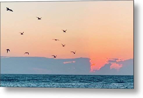 Birds Metal Print featuring the photograph Captiva Island Seabirds Looking for Fish by Shelly Tschupp