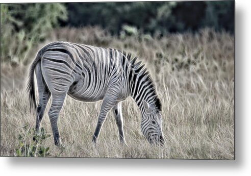  Metal Print featuring the photograph Chobe Zebra, Painterly by Marcy Wielfaert