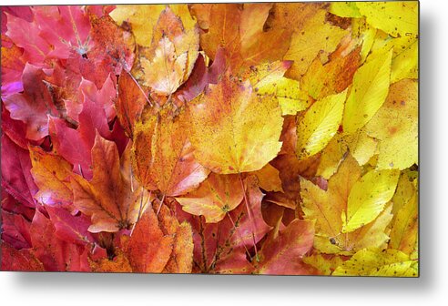 Fall Metal Print featuring the photograph Colors of Fall - Red to Yellow by Jason Fink